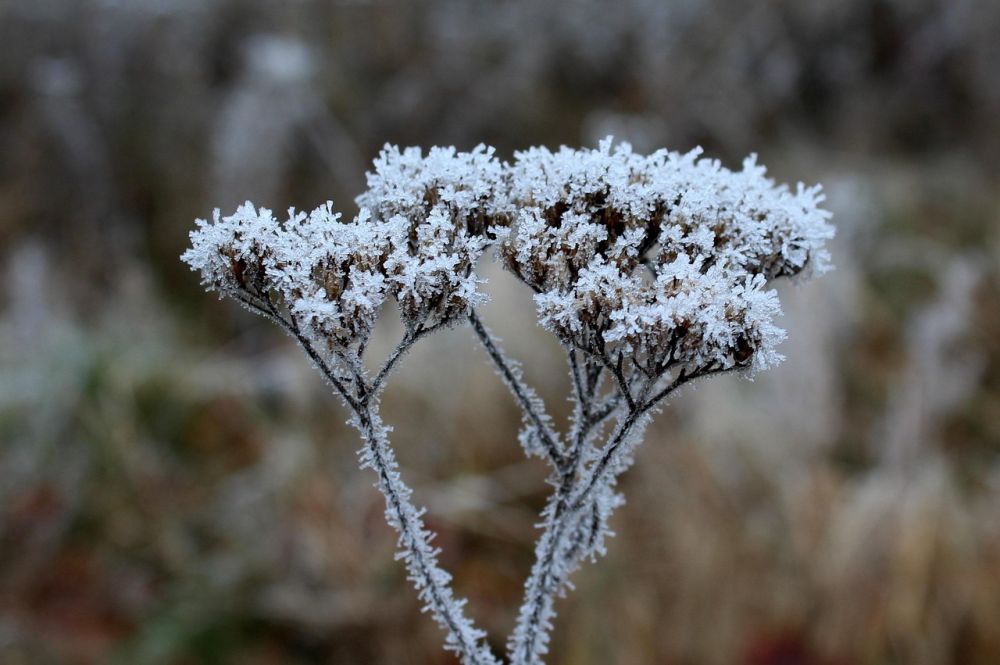 Overblik over en have i december med frost på bunddække og hæk