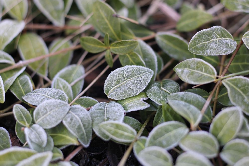 Plante med nyt lag rimfrost