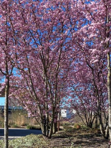 Japansk Prydkirsebær - Prunus Subhirtella 'Accolade' som busk