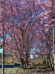 Japansk Prydkirsebær - Prunus Subhirtella 'Accolade' som busk
