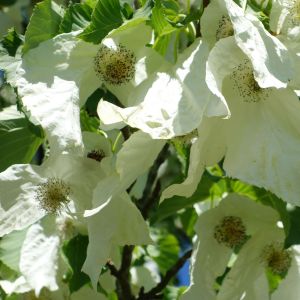Duetræ - Davidia involucrata busk 100-150 cm
