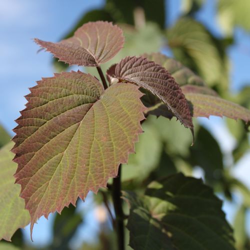 Duetræ - Davidia involucrata busk 100-150 cm