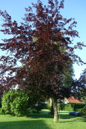 Blodbøg, Fagus sylvatica 'Riversii', som udvokset træ med mørkerødt løv