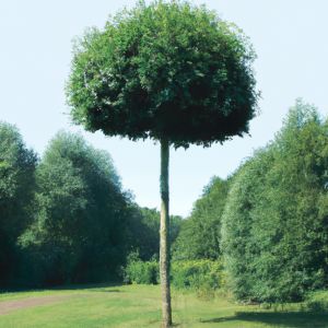 Kugle-Navr - Acer campestre 'Nanum' toppodet på 200 cm stamme
