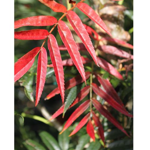 Koreansk Røn - Sorbus 'Dodong'