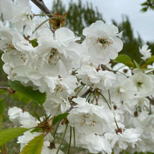 Prydkirsebær - Prunus avium ´Plena´ klump 20-25 cm