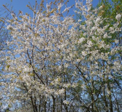 Fuglekirsebær - Prunus avium klump 18-20 cm