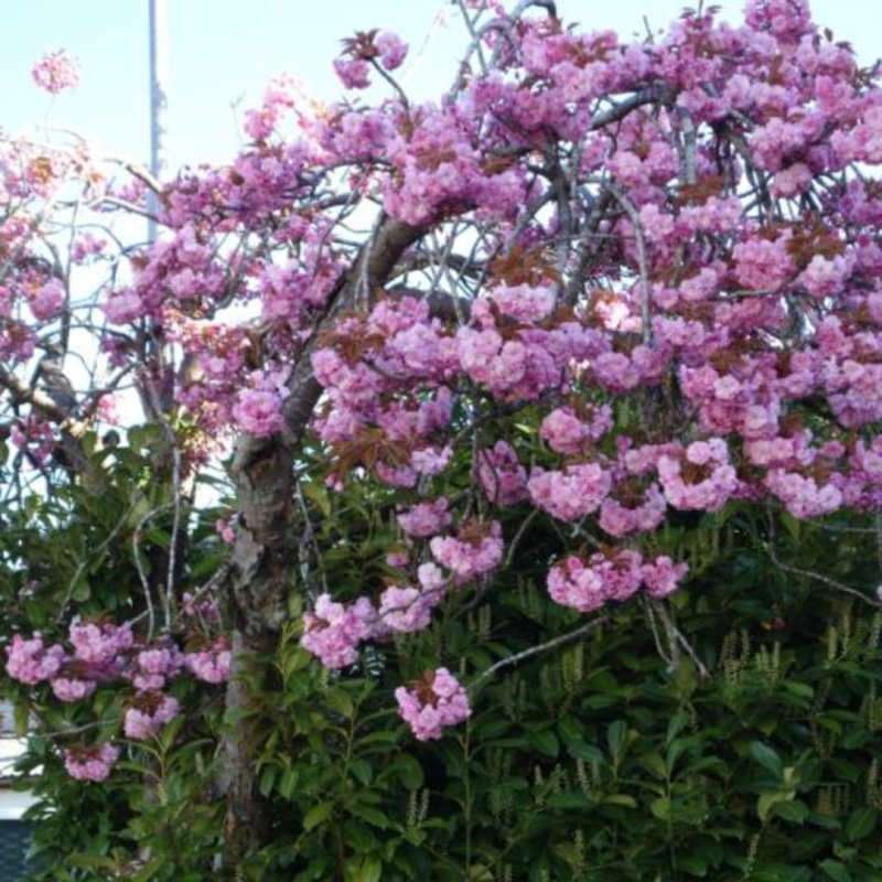 Japansk Hængekirsebær - Prunus serr. ´Kiku-Shidare-Sakura´ klump 12-14 cm stamme 220 cm