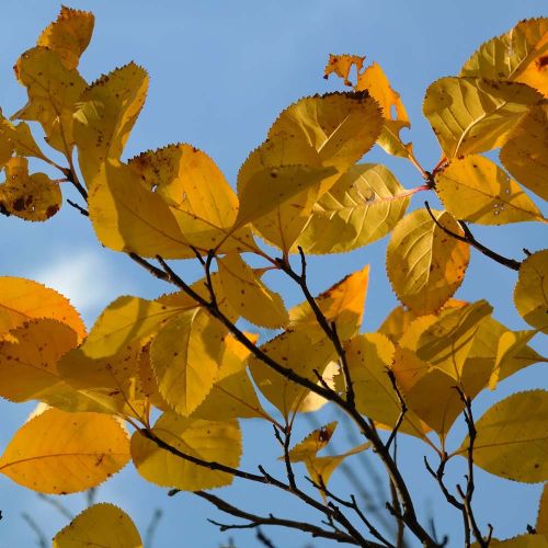 Blommebladet Tjørn - Crataegus prunifolia 'Splendens' med høstfarve