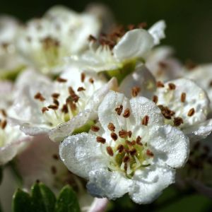 Blommebladet Tjørn - Crataegus prunifolia 'Splendens' i blomst