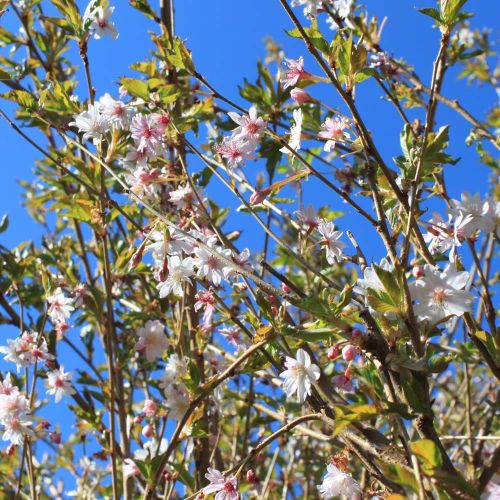 Oktoberkirsebær 'Autumnalis' i blomst