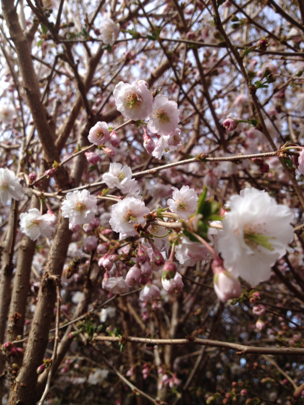 Prydkirsebær - Prunus subhirtella ´Hally Jolivette´ klump 10-12 cm stamme 180 cm