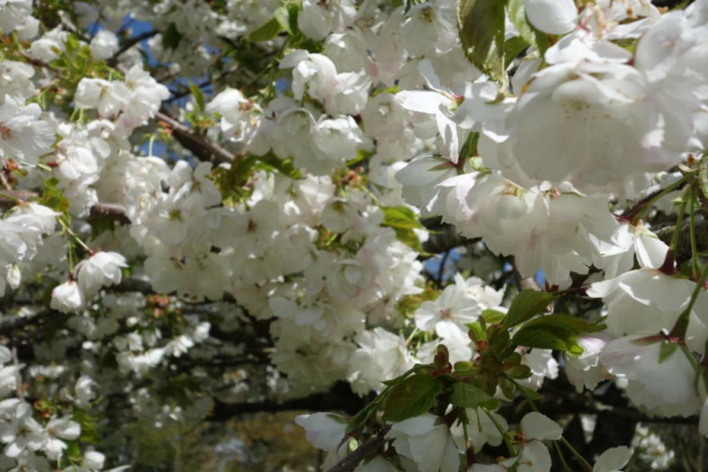 Japansk Kirsebær - Prunus serrulata ´Shirotae´ klump 12-14 cm stamme 220 cm