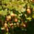 Stilk Eg - Quercus robur