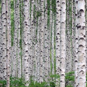 Himalayabirk - Betula utilis