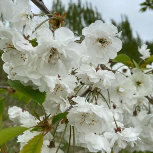 Prydkirsebær - Prunus avium 'Plena' - Fyldte hvide blomster