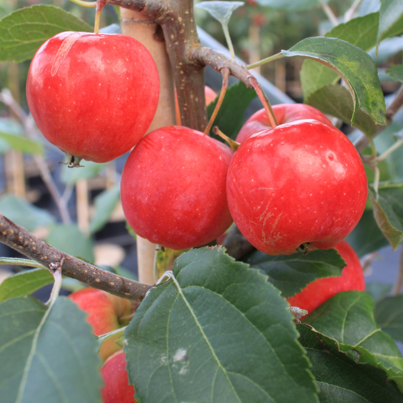 Paradisæble - Malus ´Hyslop´ klump 18-20 cm