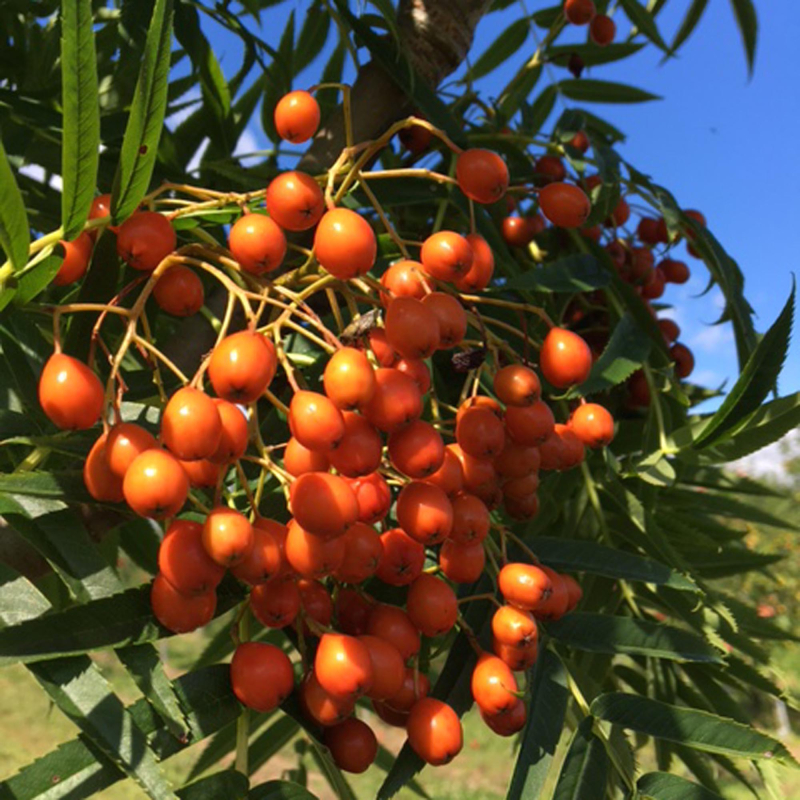 Koreansk Røn - Sorbus ́Dodong ́ klump 12-14 cm stamme 220 cm