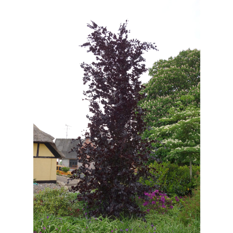 Rødbladet Søjlebøg - Fagus sylvatica ́Dawyck Purple ́ klump 150-175 cm