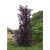 Rødbladet Søjlebøg - Fagus sylvatica 'Dawyck Purple'