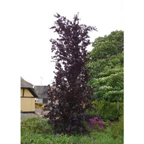 Rødbladet Søjlebøg - Fagus sylvatica 'Dawyck Purple'