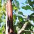 Betula albosinensis - Kobberbirk