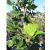 Bøg - Fagus sylvatica 'Dawyck'
