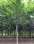 Avnbøg - Carpinus betulus klumptræ