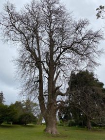 Ægte tulipantræ - Liriodendron tulipifera klumptræ