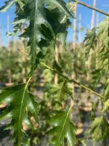 Hængebirk - Betula pendula 'Dalecarlica' fliget løv