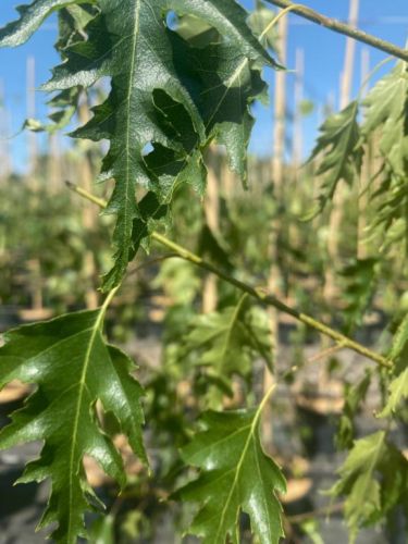 Hængebirk - Betula pendula 'Dalecarlica' fliget løv