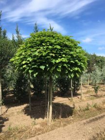 Trompetkrone - Catalpa bignonioides 'Nana' kugletræ