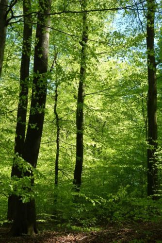 Bøg - Fagus sylvatica i skov