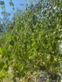 Hængebirk - Betula pendula 'Youngii' hængende grene