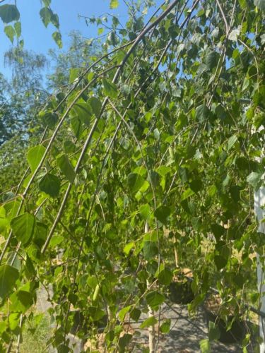 Hængebirk - Betula pendula 'Youngii' hængende grene