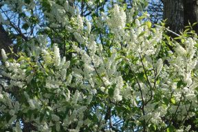 Almindelig hæg - Prunus padus i blomst
