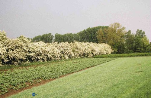 Engriflet hvidtjørn - Crataegus monogyna i blomst