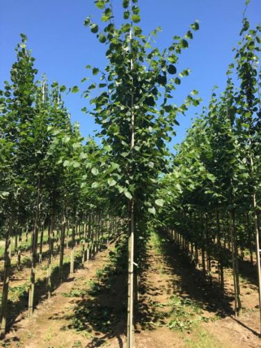 Kejserlind - Tilia vulgaris 'Pallida' DANSK rodægte i planteskolen