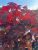 Rødbladet Spidsløn - Acer platanoides 'Royal Red'