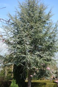 Blå Atlasceder - Cedrus libani 'Glauca'