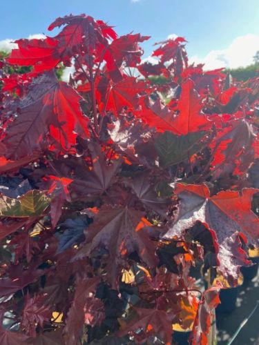 Rødbladet Spidsløn - Acer platanoides 'Royal Red' højstammet 7-8 cm, 35 liter