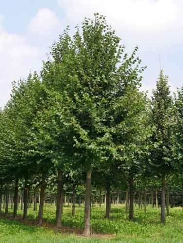 Småbladet Lind - Tilia cordata 'Greenspire' højstammet 14-16 cm