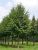 Småbladet Lind - Tilia cordata 'Greenspire' højstammet 14-16 cm
