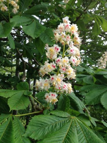 Hestekastanie - Aesculus hippocastanum 175-200 cm i 15 liters potte