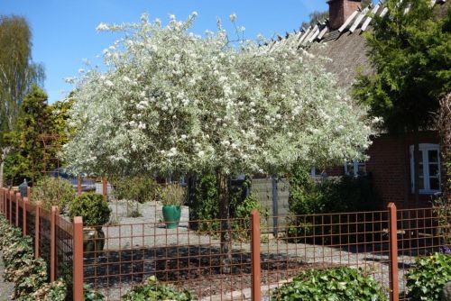 Pilebladet Prydpære - Pyrus salicifolia 'Pendula' Toppodet 225 cm stamme 10-12, 35 liter