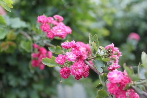 Rødtjørn - Crataegus x media 'Paul's Scarlet' højstammet 10-12 cm, 35 liter