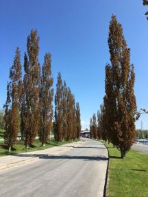Bævreasp - Populus tremula 'Erecta' 200-250 cm
