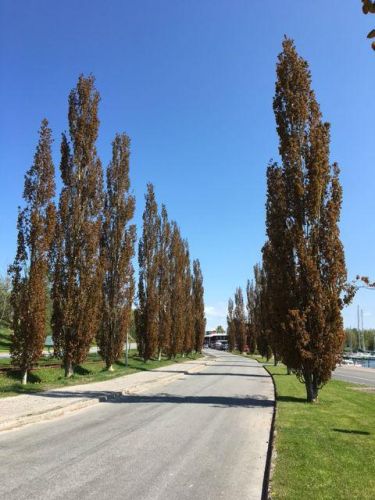 Bævreasp - Populus tremula 'Erecta' 200-250 cm