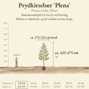 Prydkirsebær 'Plena' 12-14 cm, højde og bredde ved levering sammenlignet med en person på 1,80 m