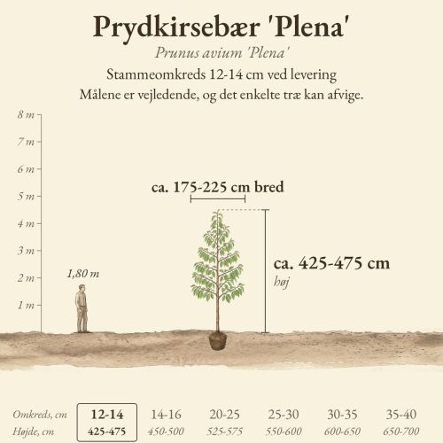 Prydkirsebær 'Plena' 12-14 cm, højde og bredde ved levering sammenlignet med en person på 1,80 m